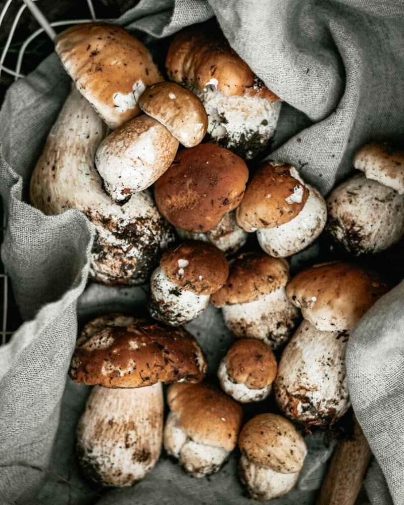 liberty caps